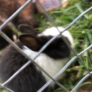 Meet your Posher, Julia